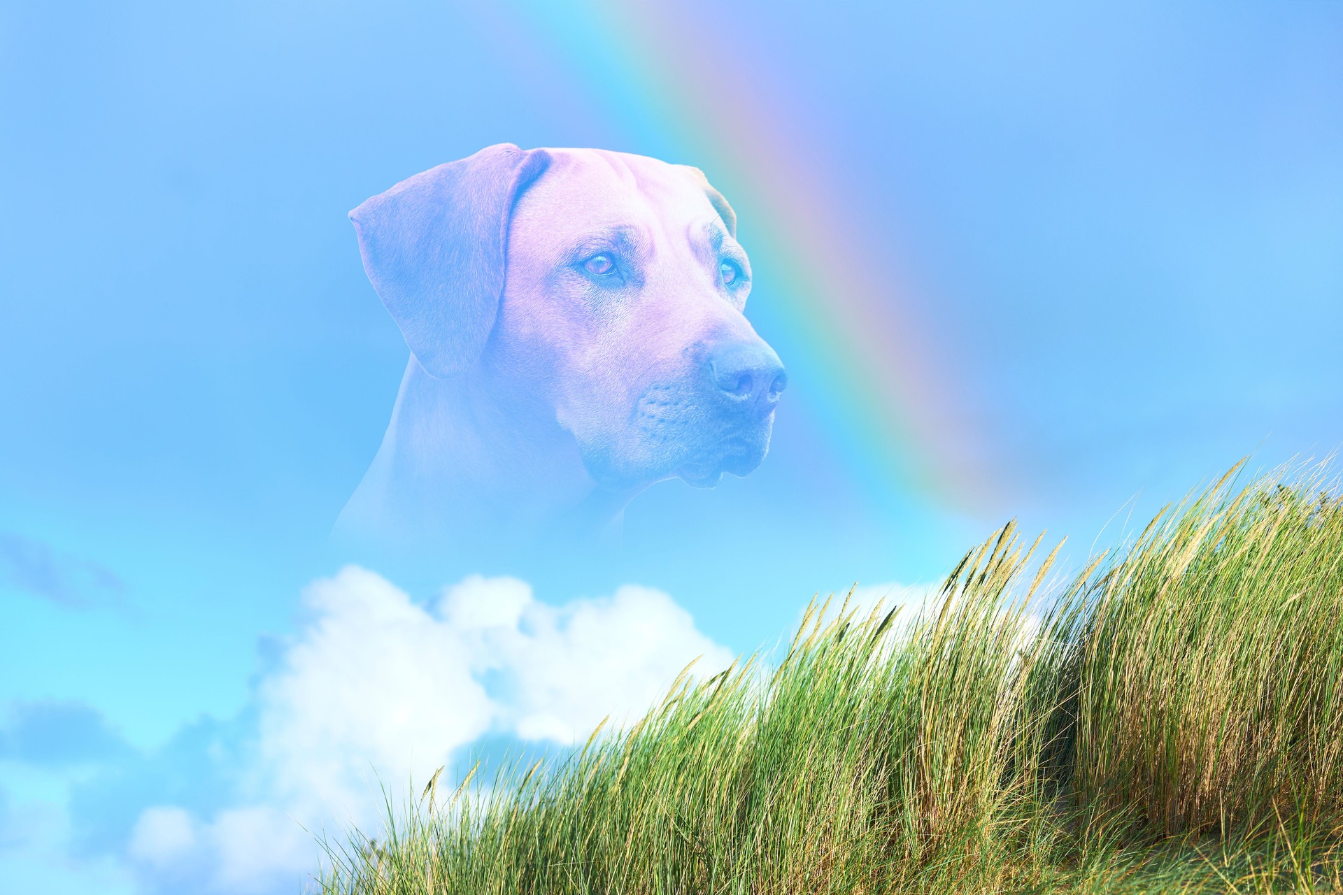 Close-up dog portrait against rainbow on blue sky, white clouds and green grass. Dog Rainbow Bridge concept.