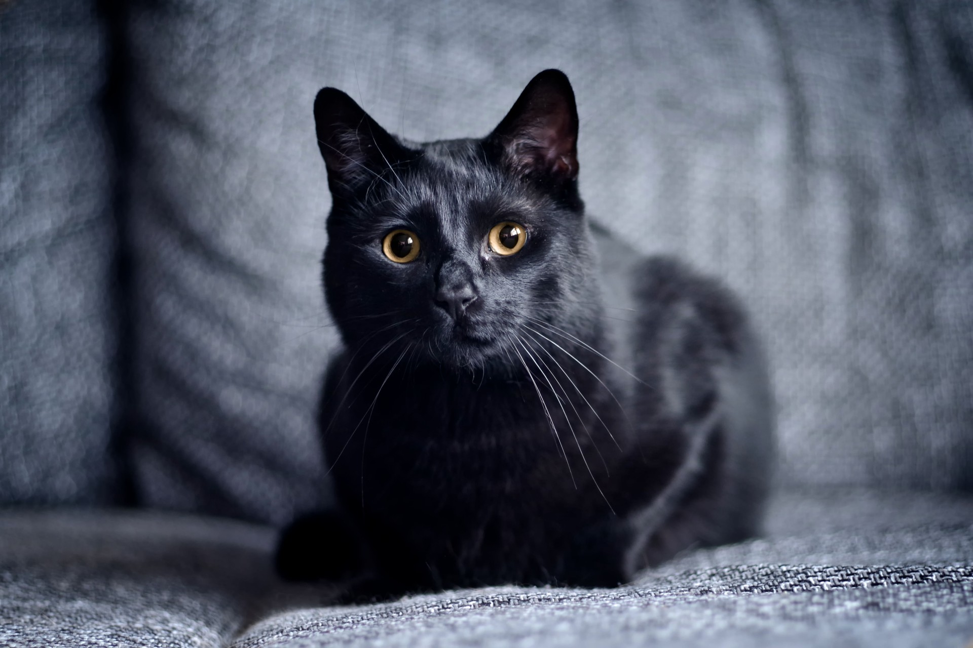 Black cat chilling on a gray sofa and looking curious at camera. Horizontal image with selective focus.